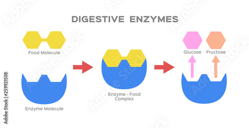 digestive enzyme vector photo