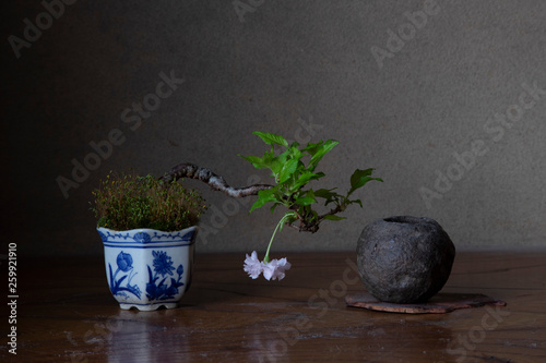 盆栽[ヤマサクラ]床の間飾り