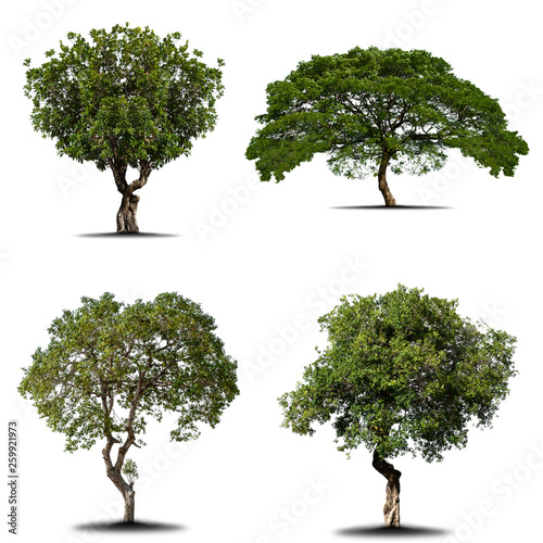 Trees green Set the group that are isolated on a white background. Connections are suitable for designing or making advertising materials Beautiful used for and architecture