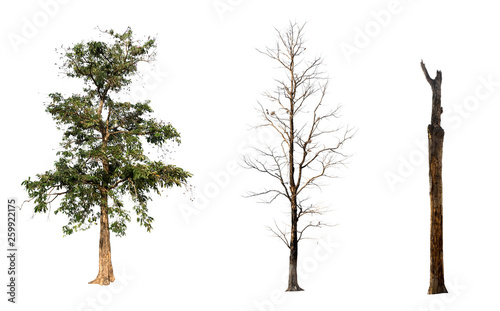 Isolated tree on white background Set the group Dry tree