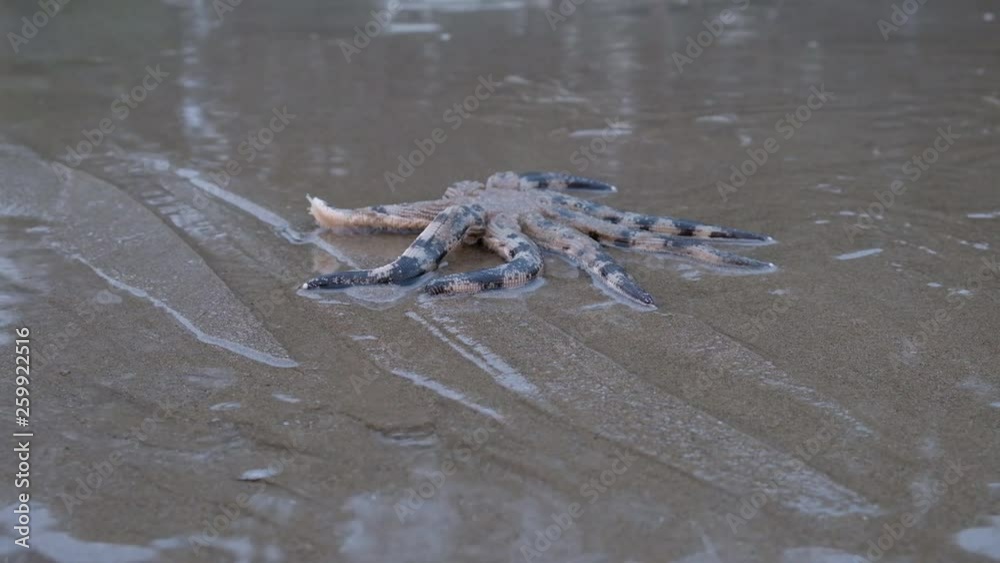 Marine little octopus in the surf line on the seashore Marine little octopus in the surf line on the seashore