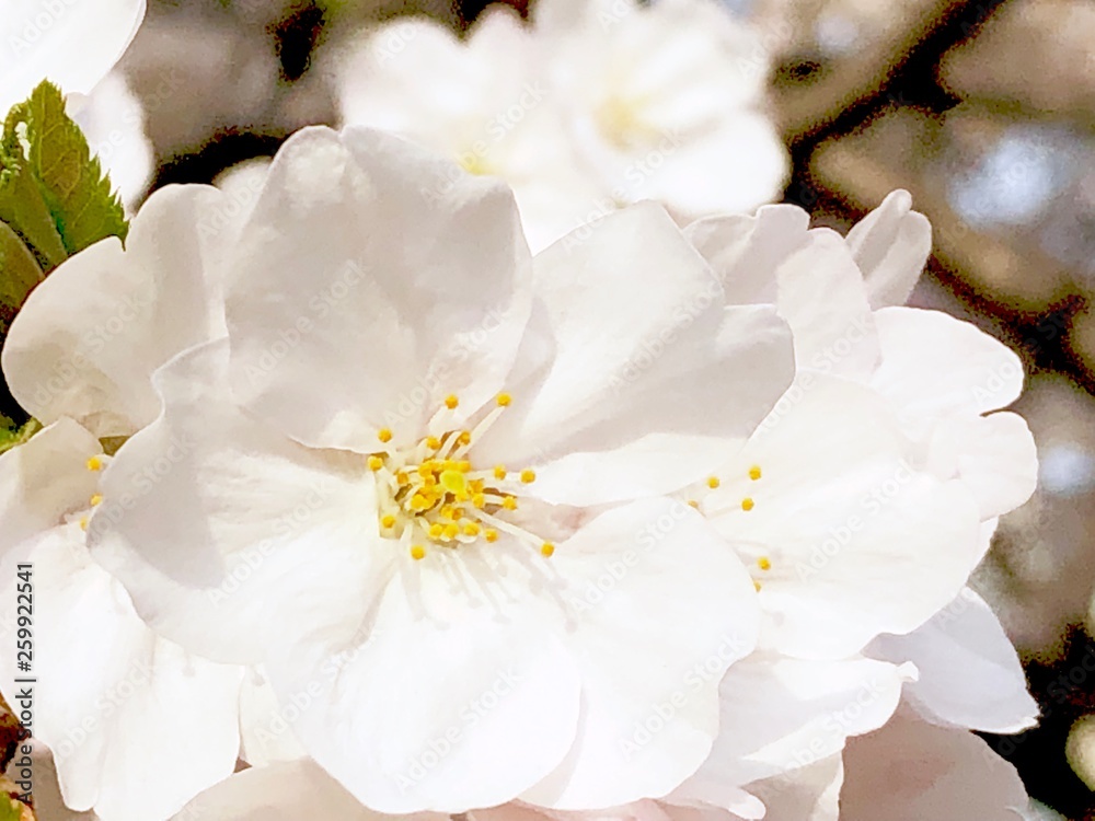 What a beautiful cherry blossom !!! What a beautiful cherry blossom !!!