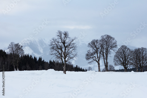 bare trees in winter snowy landscape