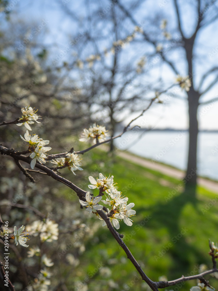 Obraz premium apple tree blossom