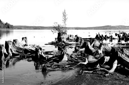 Stumps at the Vltava Reservoir in Southern Bohemia, Czech Republic photo