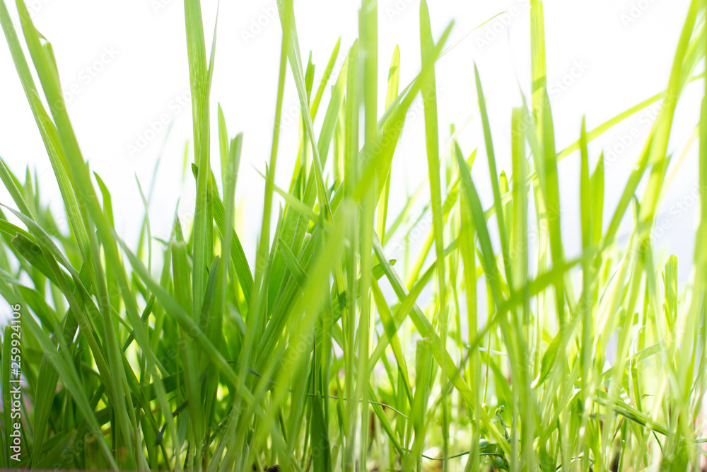 Close up of fresh thick grass. morning Close up of fresh thick grass. morning