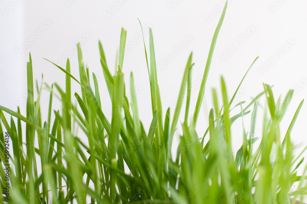 green grass background. Green grass meadow in sunny morning green grass background. Green grass meadow in sunny morning