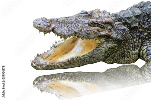 crocodile isolated on white background.