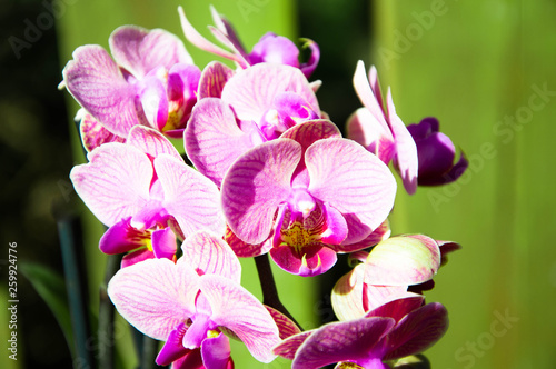 Pink Orchid Flowers on green background