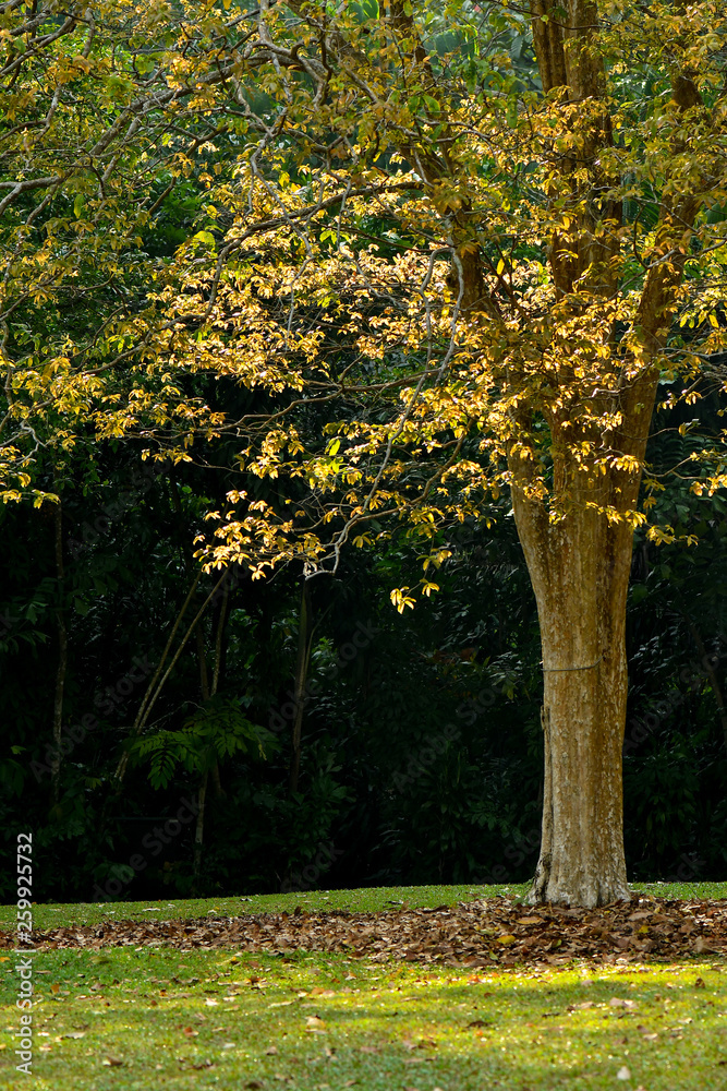 Golden yellow autumn theme