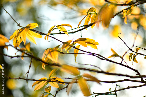 Golden yellow autumn theme