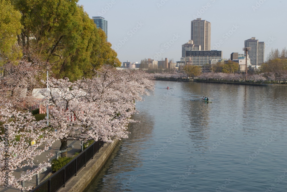 Fototapeta premium 桜のある風景