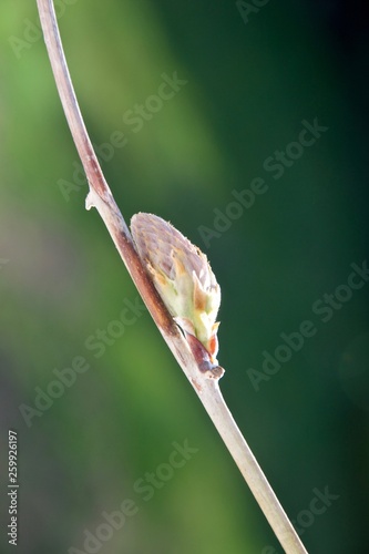 Single spring bud on bare branch of wisteria © Robert