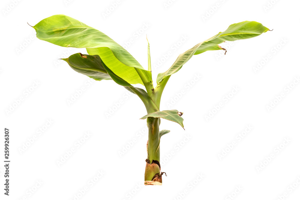 Fototapeta premium The banana tree that has just sprouted. Small banana tree isolated on white background.