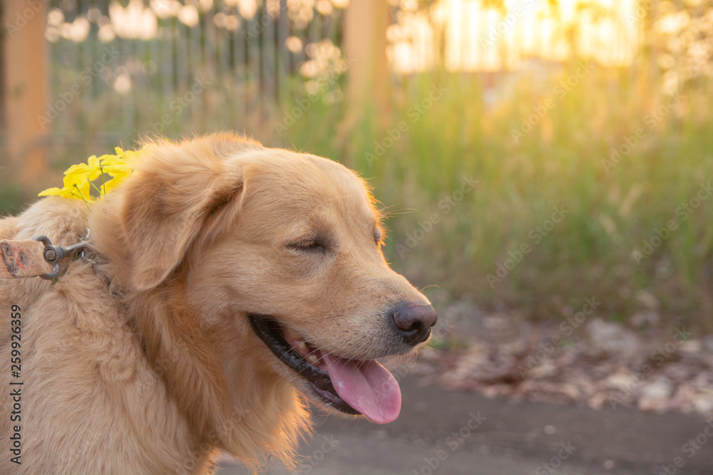 Golden Retriever on sunset nature background