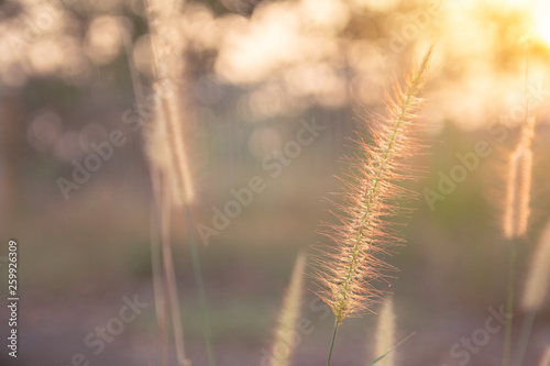 Desho grass, Pennisetum pedicellatum and sunlight from sunset © Achira22