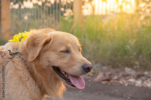 Golden Retriever on sunset nature background