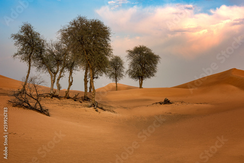 Ghaf trees and pristine red sand dunes against a blue sky in the Arabian desert.