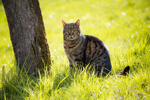 Domestic cat on green grass lit with yellowish afternoon sun