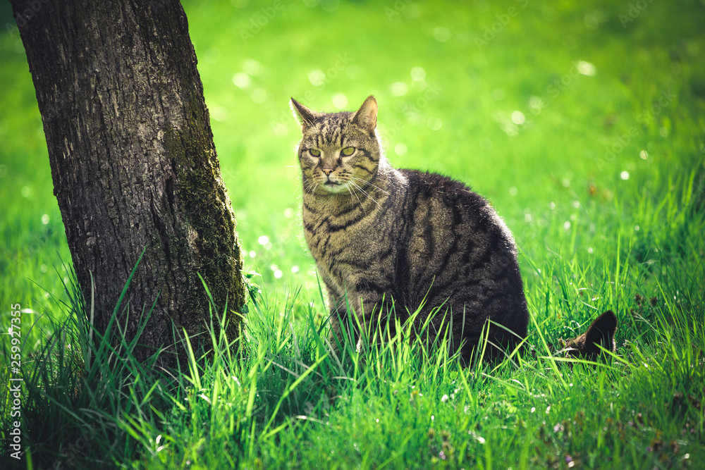 Domestic cat on green grass lit with yellowish afternoon sun Domestic cat on green grass lit with yellowish afternoon sun