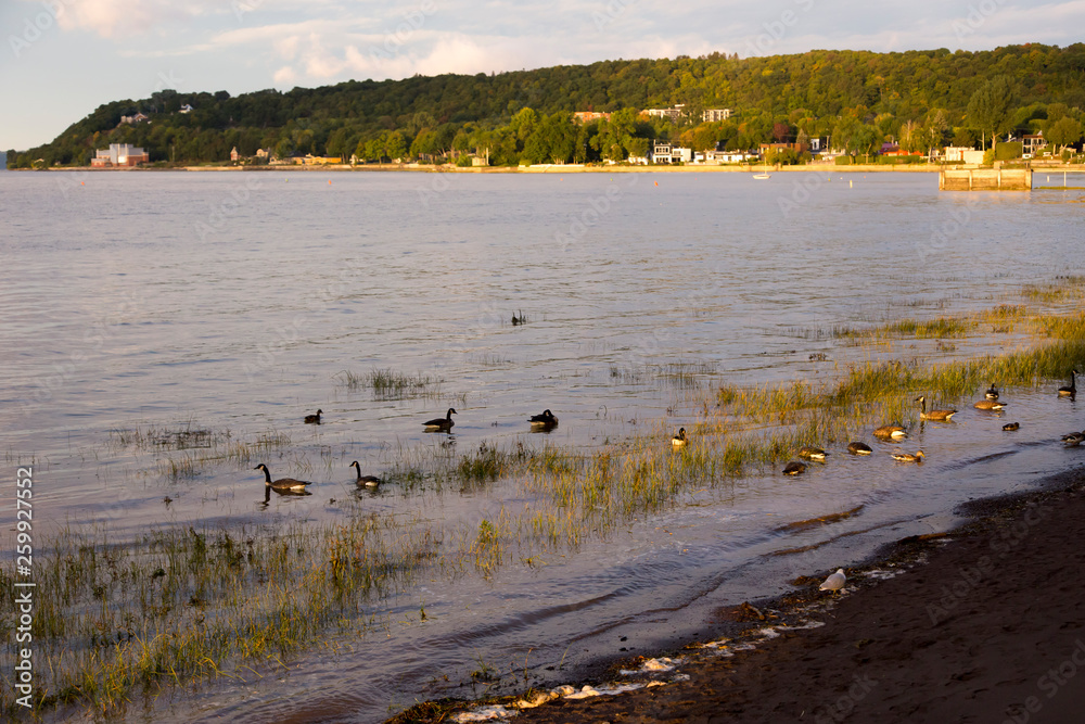 Canada geese, ducks and gulls resting and feeding in the St. Lawrence River with a cape in the early morning light in background, Cap-Rouge sector, Quebec City, Quebec, Canada