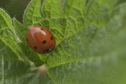 Ladybird resting on a leaf