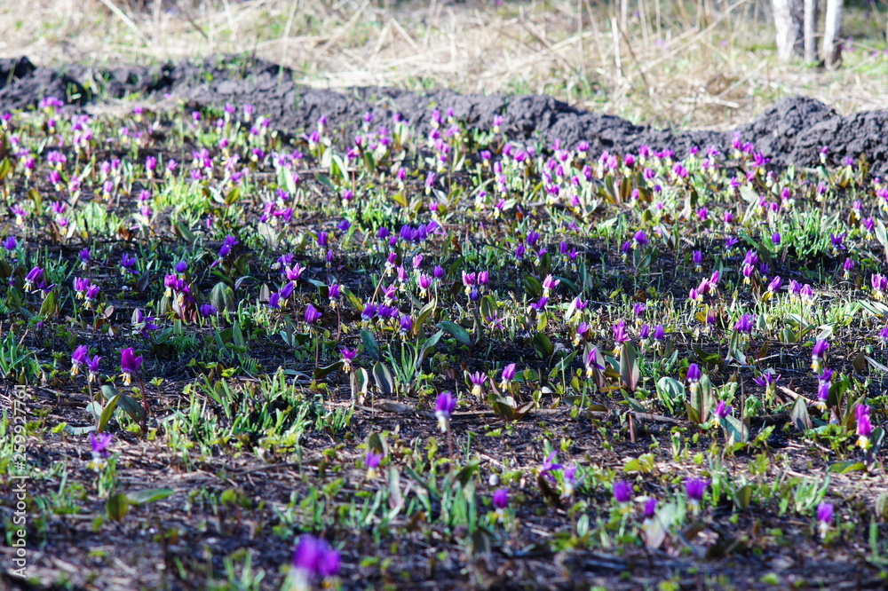 Naklejka premium SONY DSC