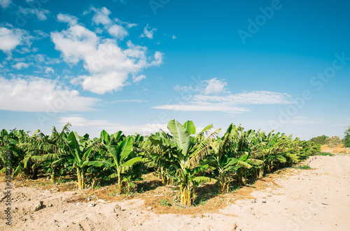 Banana fields in Jordan valley