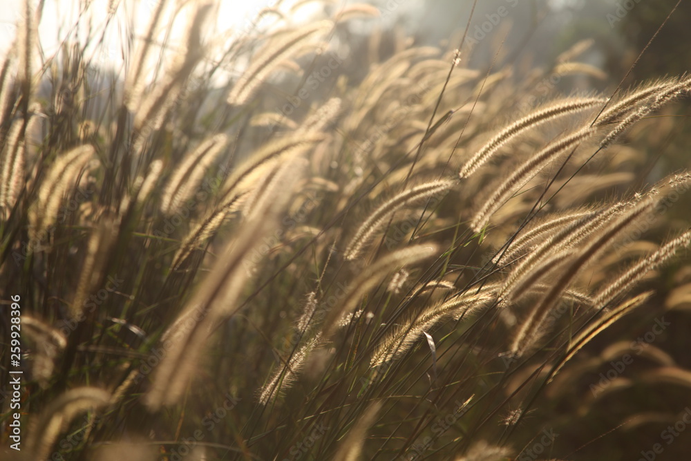 Fototapeta premium the world of weed grass