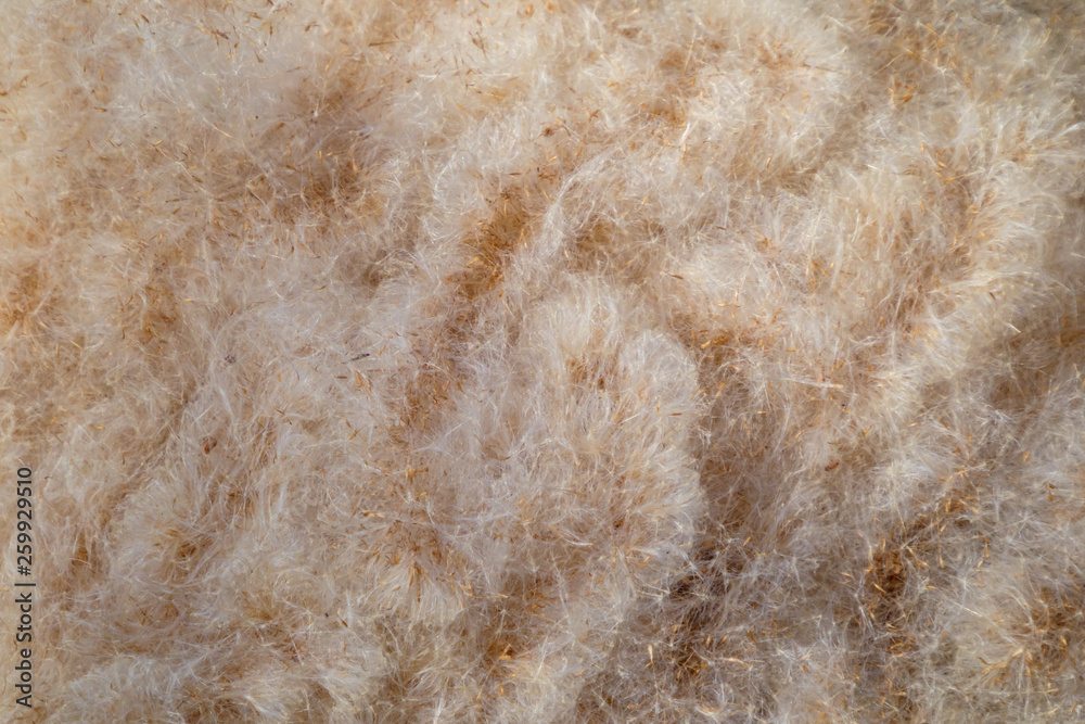 fluffy texture of fluff bulrush