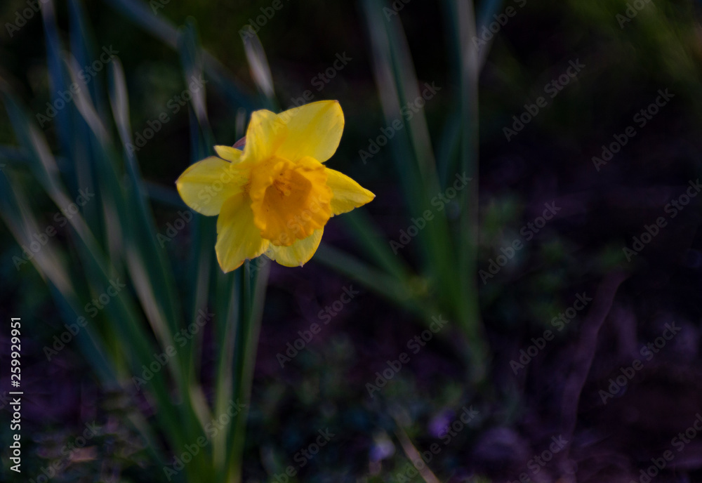 Daffodil with dark background Daffodil with dark background