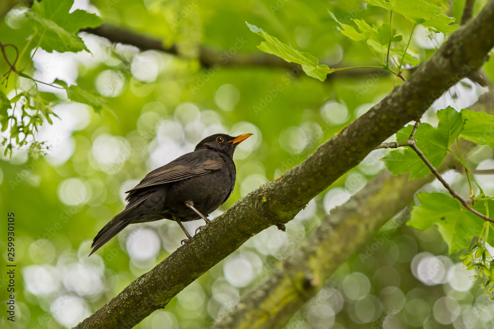 thrush black sits on a branch in a tree crown thrush black sits on a branch in a tree crown