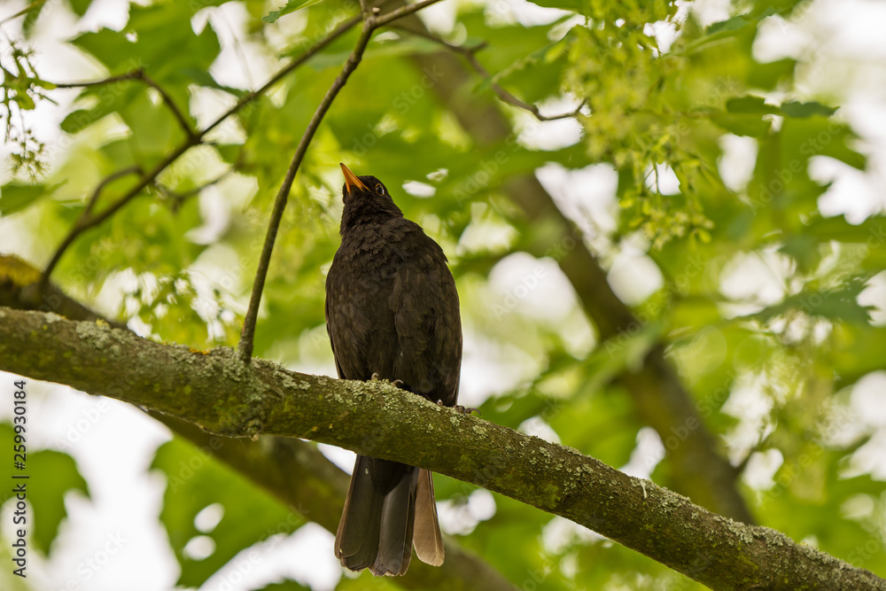 custom made wallpaper toronto digitalthrush black sits on a branch in a tree crown