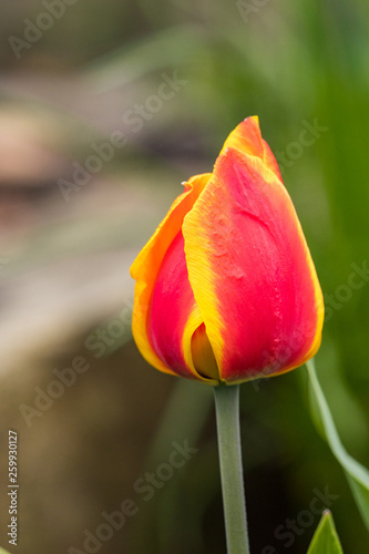 close up of one tulip flower with yellow edges on the red petals
