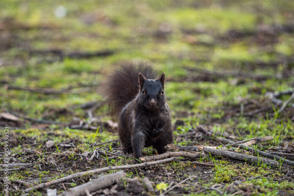 curious cute black squirrel sitting on the ground staring at y ou curious cute black squirrel sitting on the ground staring at y ou