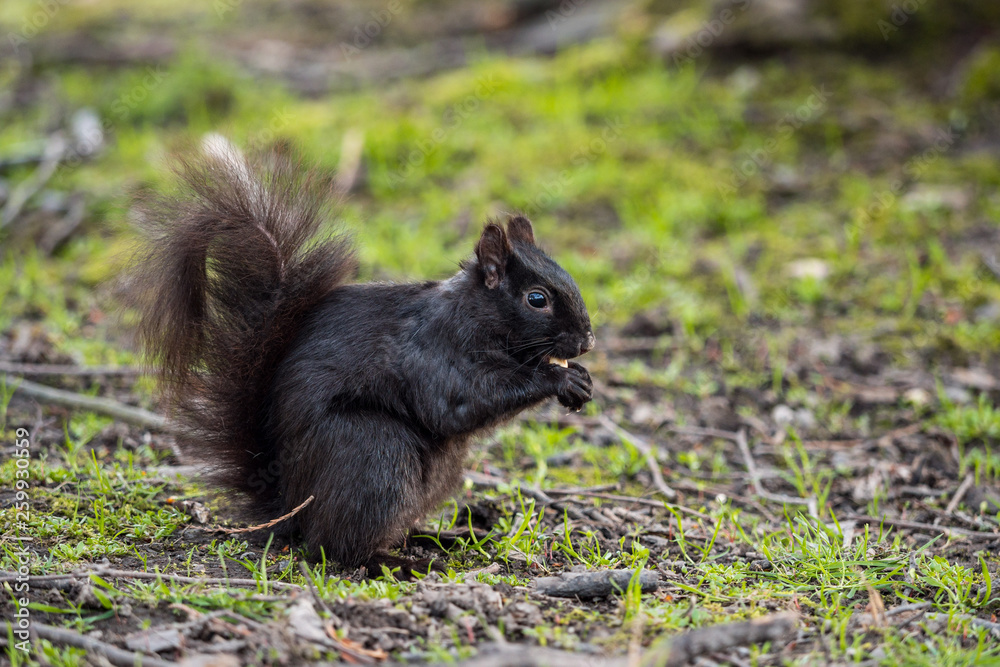 cute black squirrel eating something in its hand on green grass filled ground cute black squirrel eating something in its hand on green grass filled ground
