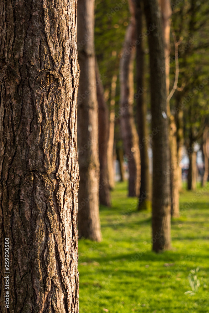 close up of multiple straight tree trunks in the forest  with green grasses on the ground