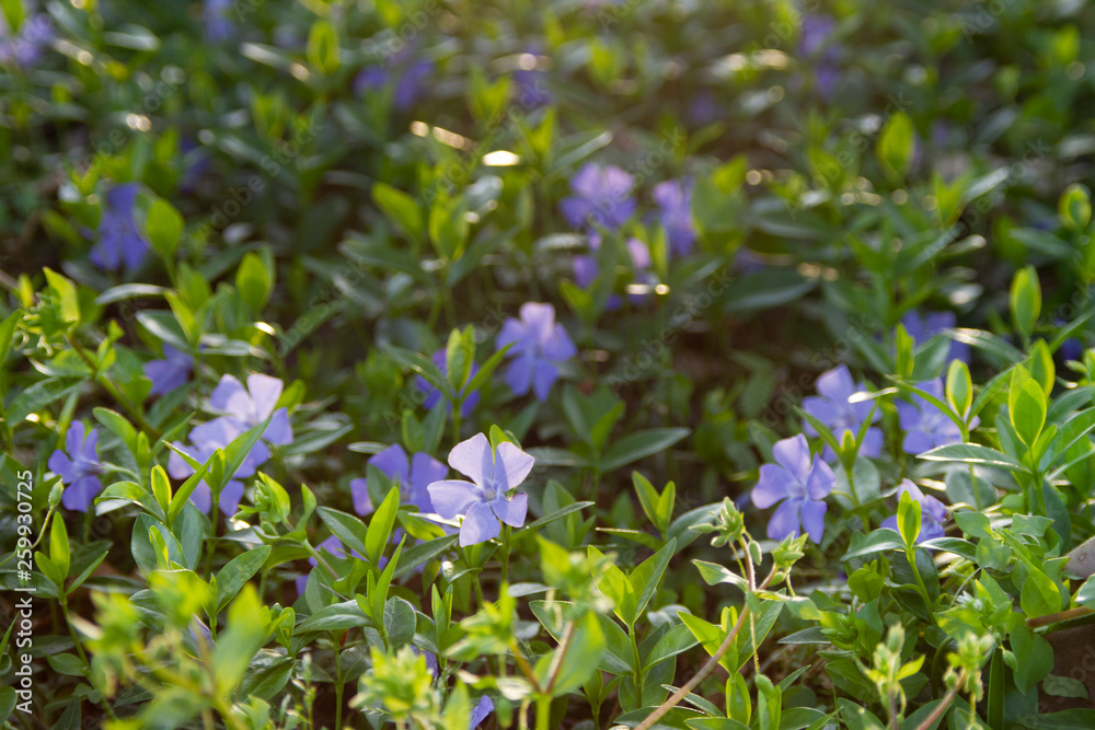 Vinca Minor or Periwinkle shade plant Vinca Minor or Periwinkle shade plant