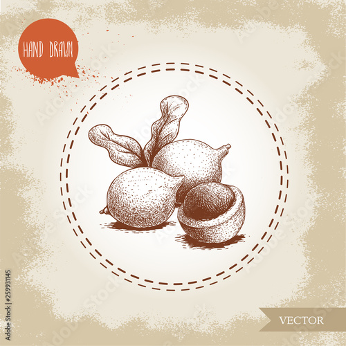 Peeled macadamia pericarp nuts composition with leaves. Hand drawn sketch style vector illustration isolated on retro background. Botanical drawing. Australian nut. Best for food and cosmetics.