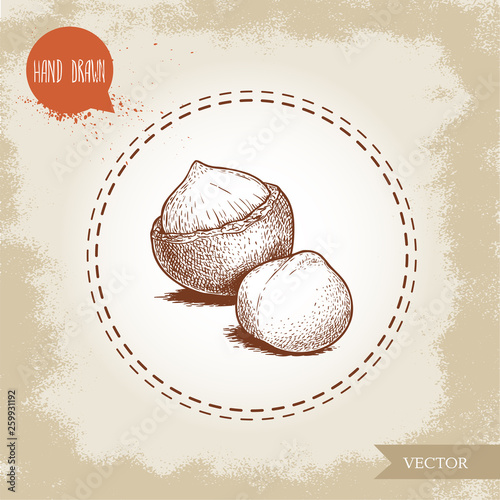 Peeled macadamia nut seed and with shell. Hand drawn sketch style vector illustration isolated on retro background. Botanical drawing. Australian nut. Best for food and cosmetics with oil designs.