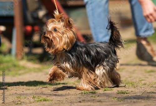 yorkshire terrier dog in training class © Happy monkey