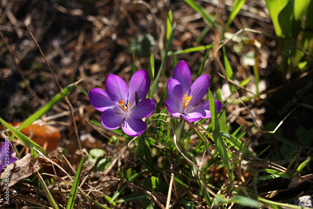Bright purple crocuses blooming in the forest in the sunlight Bright purple crocuses blooming in the forest in the sunlight