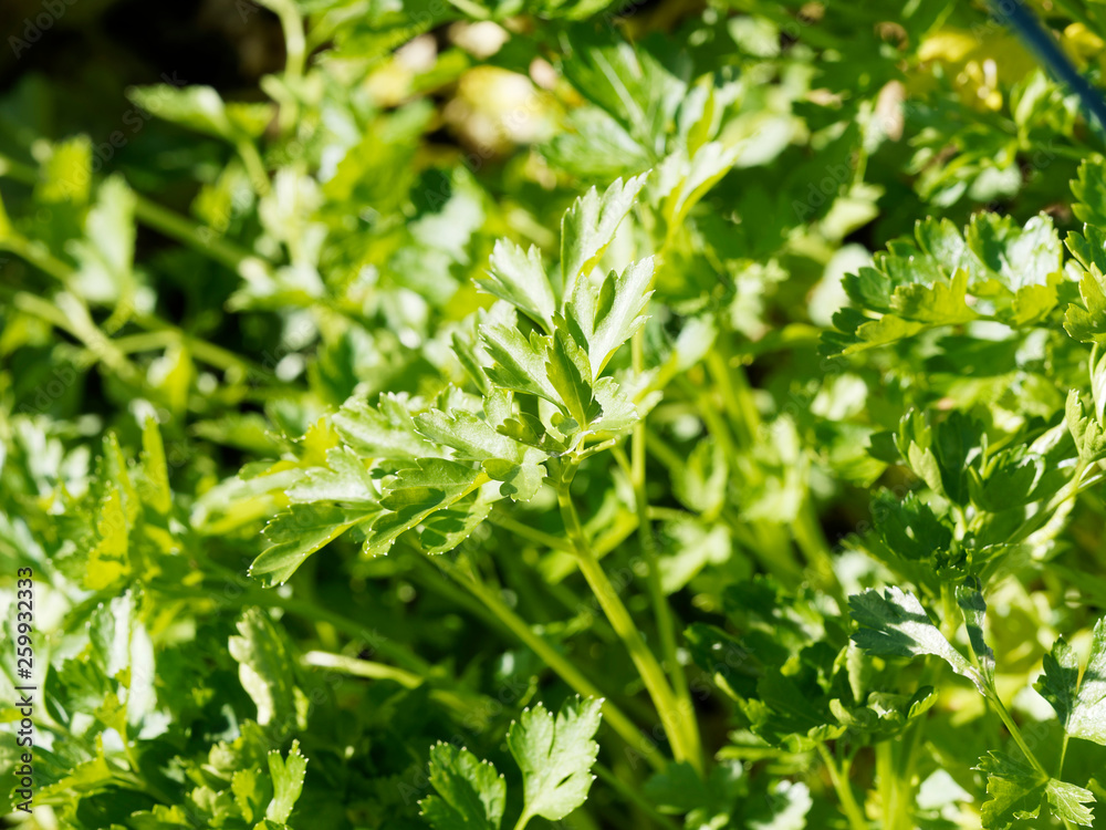 Persil commun ou Persil de Naples - Petroselinum crispum neapolitanum Persil commun ou Persil de Naples - Petroselinum crispum neapolitanum