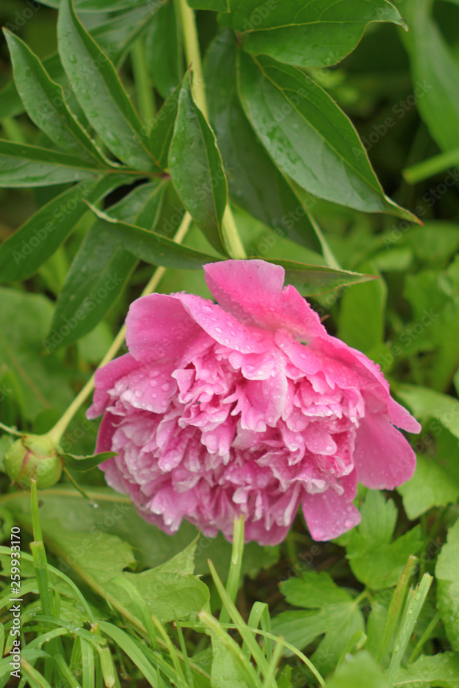 Summer landscape with pink.