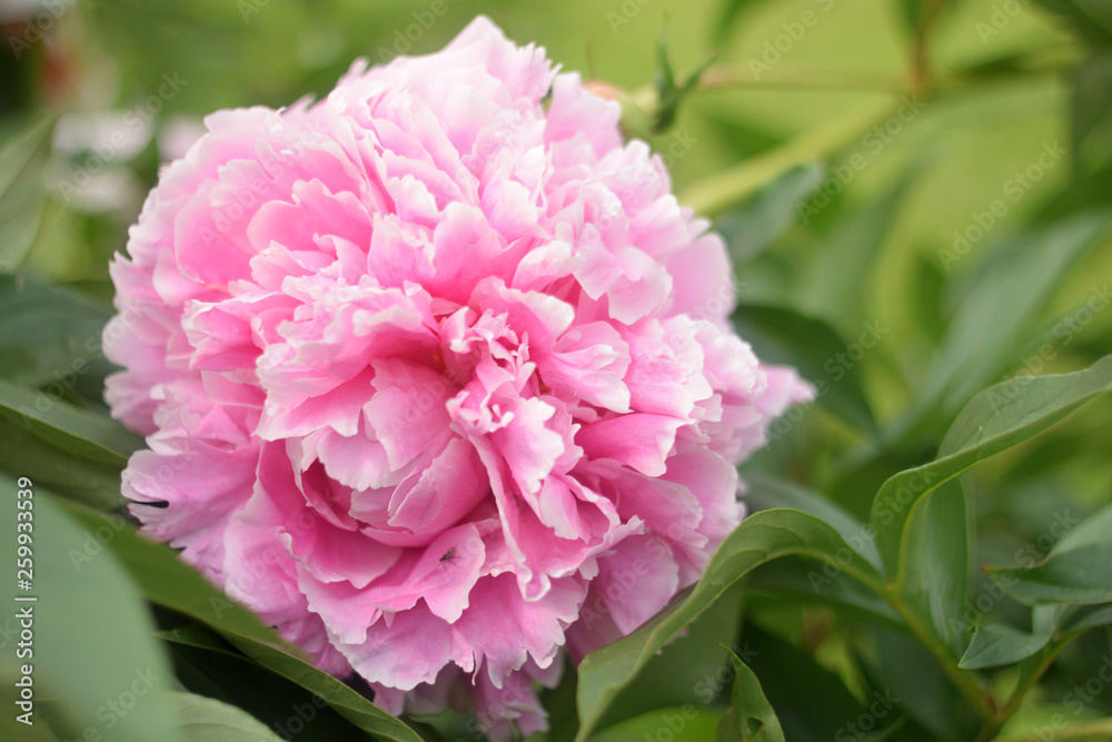 Summer landscape with pink.