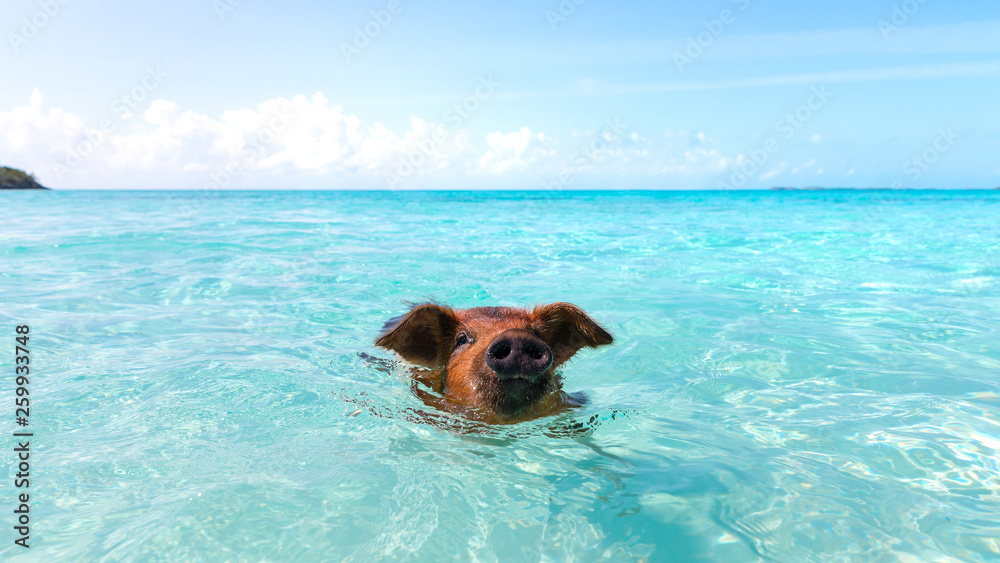 Swimming Pigs in the Water at Pic Beach, Exuma Bahamas (Black Point) Swimming Pigs in the Water at Pic Beach, Exuma Bahamas (Black Point)