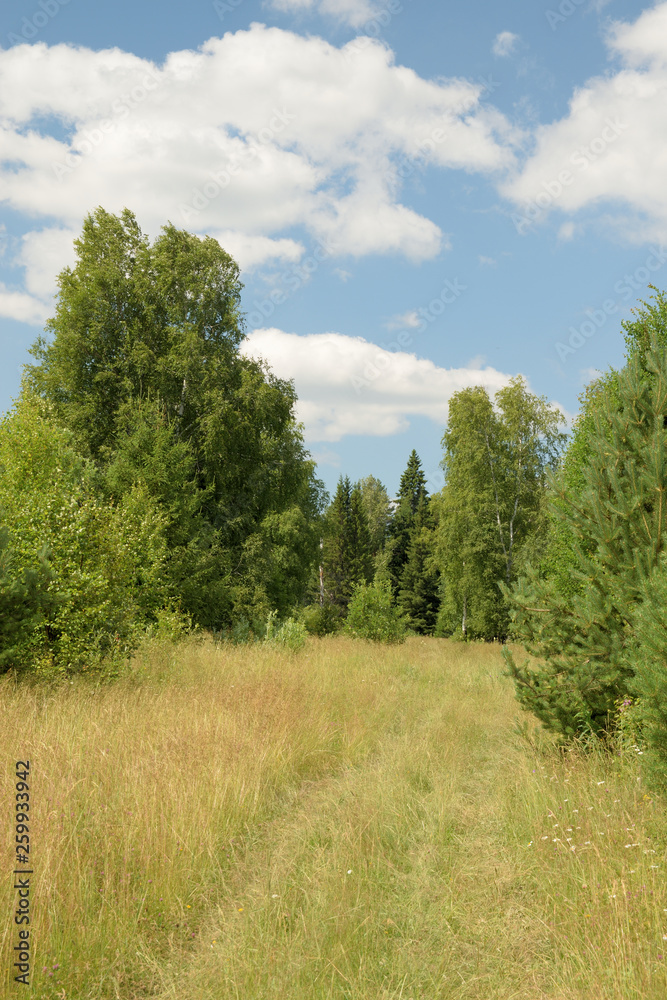 Summer landscape with meadow, trees, clouds, road. Summer landscape with meadow, trees, clouds, road.