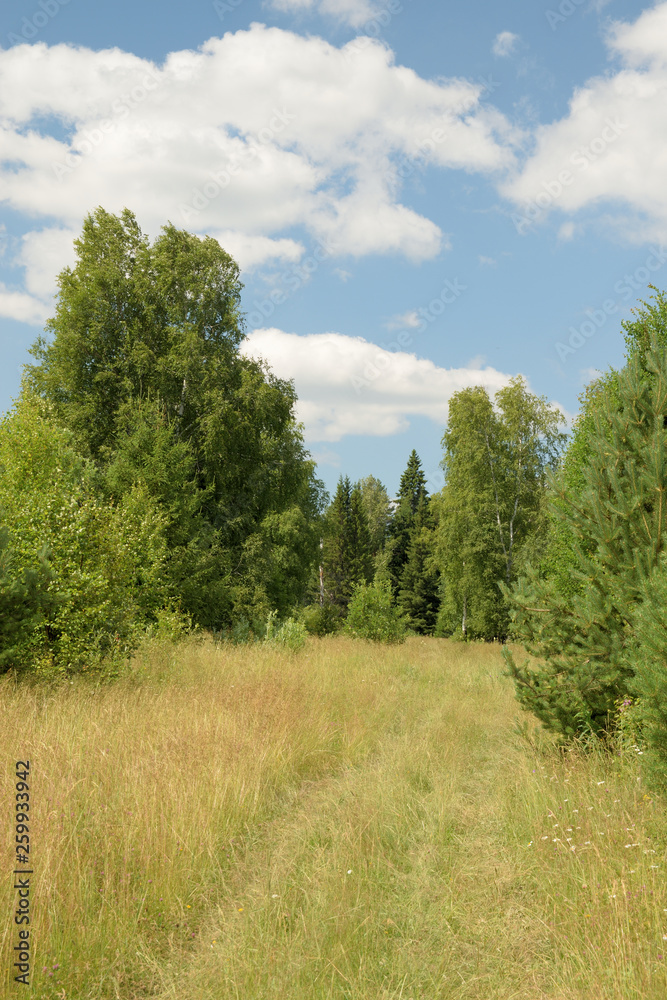 Summer landscape with meadow, trees, clouds, road.