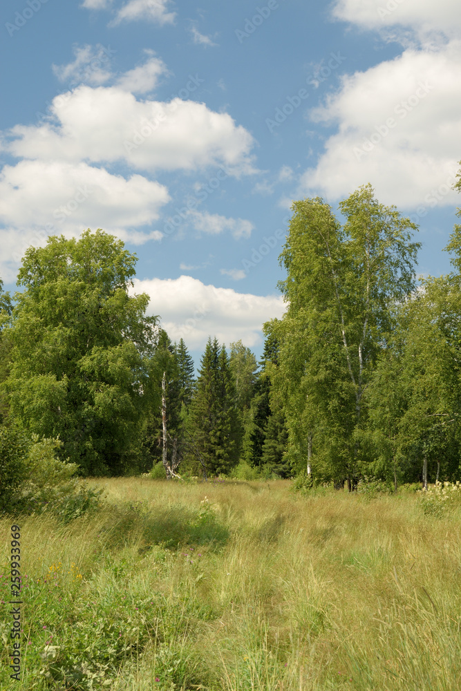 Summer landscape with meadow, trees, clouds, road. Summer landscape with meadow, trees, clouds, road.