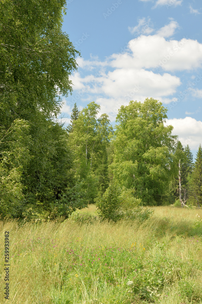 Summer landscape with meadow, trees, clouds, road.